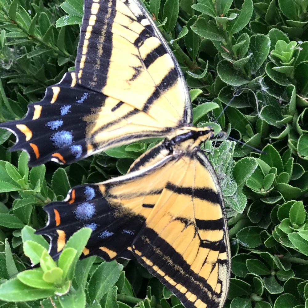 Meet your Posher, Susan